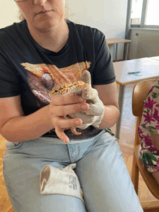 Geckos zu Besuch in der 2.a!